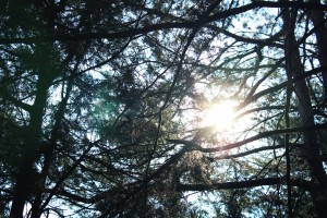 Looking up towards the sun shining through tall trees
