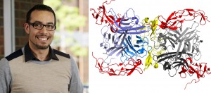 Left: Dr Mark Agostino. Right: The TNFSF14 protein (in grey, blue and violet) bound to its receptor (in red and yellow).